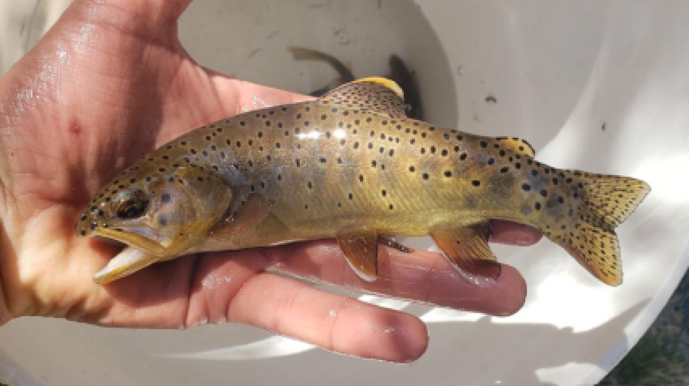 Apache Trout Species Status Assessment 2022 FWS.gov